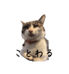 なぎちゃんと愉快な仲間たち（個別スタンプ：13）