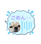 とらとらとらまるこ②（個別スタンプ：5）