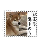 柴犬キッド今日も行く6（個別スタンプ：1）