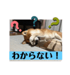 柴犬キッド今日も行く6（個別スタンプ：2）