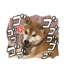 柴犬キッド今日も行く6（個別スタンプ：4）