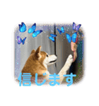 柴犬キッド今日も行く6（個別スタンプ：5）