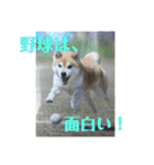 柴犬キッド今日も行く6（個別スタンプ：6）