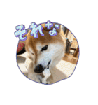 柴犬キッド今日も行く6（個別スタンプ：7）
