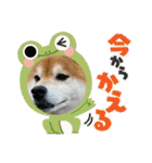 柴犬キッド今日も行く6（個別スタンプ：8）