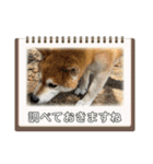 柴犬キッド今日も行く6（個別スタンプ：9）