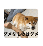 柴犬キッド今日も行く6（個別スタンプ：11）