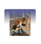 柴犬キッド今日も行く6（個別スタンプ：12）