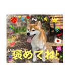 柴犬キッド今日も行く6（個別スタンプ：13）