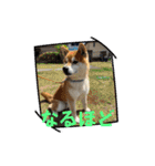 柴犬キッド今日も行く6（個別スタンプ：15）
