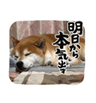 柴犬キッド今日も行く6（個別スタンプ：16）
