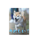 柴犬キッド今日も行く6（個別スタンプ：17）