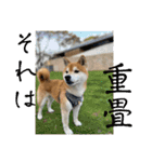 柴犬キッド今日も行く6（個別スタンプ：18）