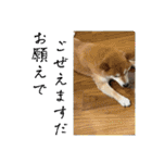 柴犬キッド今日も行く6（個別スタンプ：19）