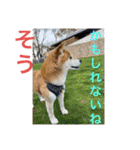柴犬キッド今日も行く6（個別スタンプ：20）