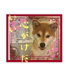 柴犬キッド今日も行く6（個別スタンプ：21）