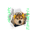 柴犬キッド今日も行く6（個別スタンプ：22）