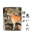 柴犬キッド今日も行く6（個別スタンプ：23）