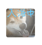 柴犬キッド今日も行く6（個別スタンプ：24）