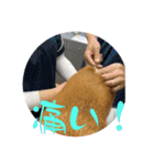 柴犬キッド今日も行く6（個別スタンプ：25）