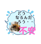 柴犬キッド今日も行く6（個別スタンプ：26）