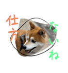 柴犬キッド今日も行く6（個別スタンプ：27）