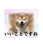 柴犬キッド今日も行く6（個別スタンプ：29）