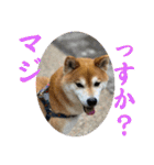 柴犬キッド今日も行く6（個別スタンプ：30）