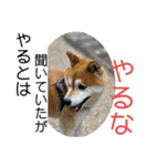 柴犬キッド今日も行く6（個別スタンプ：31）