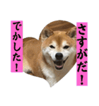 柴犬キッド今日も行く6（個別スタンプ：32）