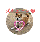 柴犬キッド今日も行く6（個別スタンプ：33）
