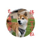 柴犬キッド今日も行く6（個別スタンプ：34）