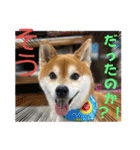 柴犬キッド今日も行く6（個別スタンプ：35）