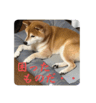 柴犬キッド今日も行く6（個別スタンプ：36）