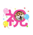 柴犬キッド今日も行く6（個別スタンプ：38）