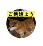 柴犬キッド今日も行く6（個別スタンプ：39）