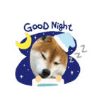 柴犬キッド今日も行く6（個別スタンプ：40）