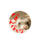 土佐弁フェレット3（個別スタンプ：2）