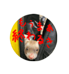 土佐弁フェレット3（個別スタンプ：8）