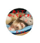 土佐弁フェレット3（個別スタンプ：13）