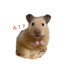 キンクマのきなこちゃんと仲間たち（個別スタンプ：1）