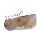 キンクマのきなこちゃんと仲間たち（個別スタンプ：2）