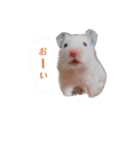 キンクマのきなこちゃんと仲間たち（個別スタンプ：3）