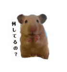 キンクマのきなこちゃんと仲間たち（個別スタンプ：5）