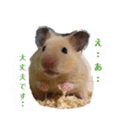 キンクマのきなこちゃんと仲間たち（個別スタンプ：6）