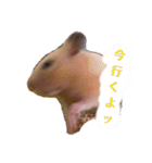 キンクマのきなこちゃんと仲間たち（個別スタンプ：7）