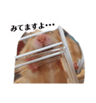 キンクマのきなこちゃんと仲間たち（個別スタンプ：9）