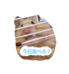 キンクマのきなこちゃんと仲間たち（個別スタンプ：10）