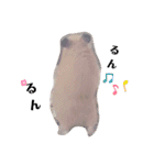 キンクマのきなこちゃんと仲間たち（個別スタンプ：11）