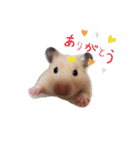 キンクマのきなこちゃんと仲間たち（個別スタンプ：13）
